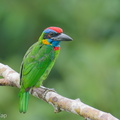 Red-crowned Barbet-250820-120FRYAP-FYA02665-W.jpg