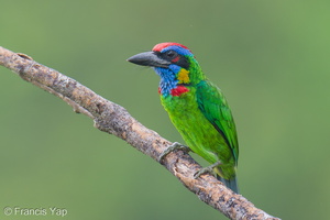 Red-crowned Barbet-250905-122FRYAP-FYA00122-W.jpg