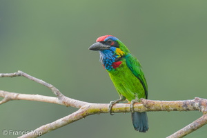 Red-crowned Barbet-250905-122FRYAP-FYA00715-W.jpg