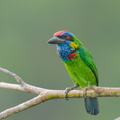 Red-crowned Barbet-250905-122FRYAP-FYA00715-W.jpg