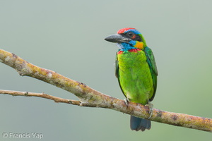 Red-crowned Barbet-250905-122FRYAP-FYA01060-W.jpg