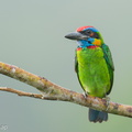 Red-crowned Barbet-250905-122FRYAP-FYA01060-W.jpg
