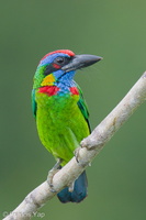 Red-crowned Barbet-250917-123FRYAP-FYA03468-W.jpg