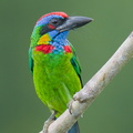 Red-crowned Barbet-250917-123FRYAP-FYA03468-W.jpg