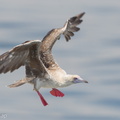 Red-footed Booby-161112-107EOS1D-F1X21444-W.jpg
