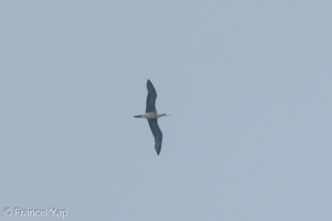 Red-footed Booby-231022-209MSDCF-FYP01226-W.jpg