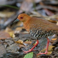 Red-legged Crake-180423-109ND500-FYP_4269-W.jpg