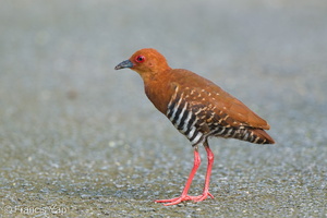 Red-legged Crake-250601-108FRYAP-FYA05686-W.jpg