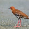 Red-legged Crake-250601-108FRYAP-FYA05686-W.jpg