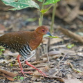 Red-legged Crake-250601-108FRYAP-FYA05945-W.jpg