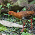 Red-legged Crake-250601-108FRYAP-FYA06221-W.jpg