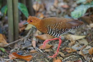 Red-legged Crake-250617-111FRYAP-FYA07482-W.jpg