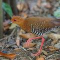 Red-legged Crake-250617-111FRYAP-FYA07482-W.jpg