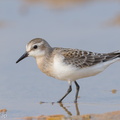 Red-necked Stint-170914-103ND500-FYP_4679-W.jpg