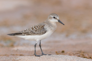 Red-necked Stint-170914-103ND500-FYP_5025-W.jpg