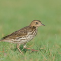 Red-throated Pipit-200118-110MSDCF-FYP04618-W.jpg