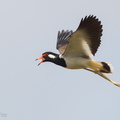 Red-wattled Lapwing-110626-103EOS1D-FYAP9397-W.jpg