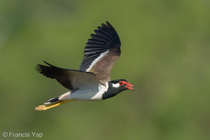 Red-wattled Lapwing-210308-103MSDCF-FRY09904-W.jpg