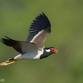 Red-wattled Lapwing-210308-103MSDCF-FRY09904-W.jpg