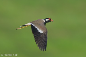Red-wattled Lapwing-210410-107MSDCF-FRY01747-W.jpg
