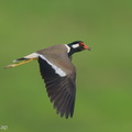 Red-wattled Lapwing-210410-107MSDCF-FRY01747-W.jpg