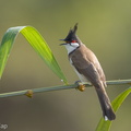 Red-whiskered Bulbul-160914-104EOS1D-F1X22988-W.jpg