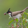 Red-whiskered Bulbul-190122-115ND500-FYP_0531-W.jpg