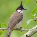 Red-whiskered Bulbul-190122-115ND500-FYP_0577-W.jpg
