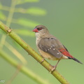 Red Avadavat-150621-121EOS1D-FY1X6157-W.jpg