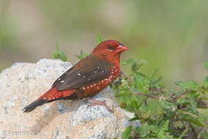 Red Avadavat-150621-121EOS1D-FY1X6198-W.jpg