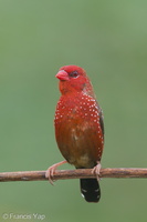 Red Avadavat-150710-100EOS5D-FY5S2075-W.jpg