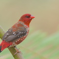 Red Avadavat-150710-100EOS5D-FY5S2340-W.jpg