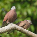 Red Collared Dove-200209-111MSDCF-FYP07730-W.jpg