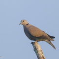 Red Collared Dove-211107-127MSDCF-FRY09341-W.jpg