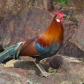 Red Junglefowl-180311-108ND500-FYP_0013-W.jpg