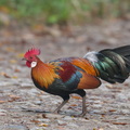 Red Junglefowl-181228-114ND500-FYP_7605-W.jpg