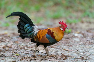 Red Junglefowl-200203-111MSDCF-FYP06174-W.jpg