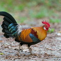 Red Junglefowl-200203-111MSDCF-FYP06174-W.jpg
