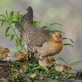 Red Junglefowl-220213-140MSDCF-FRY08024-W.jpg