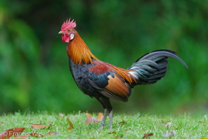 Red Junglefowl-250519-107FRYAP-FYA00877-W.jpg