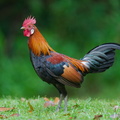 Red Junglefowl-250519-107FRYAP-FYA00877-W.jpg
