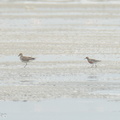 Red Knot-220402-144MSDCF-FRY02732-W.jpg
