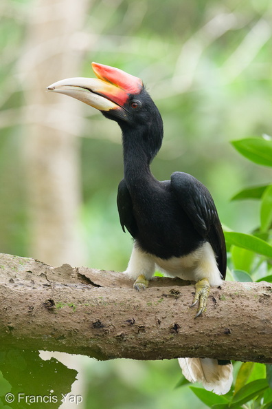 Rhinoceros_Hornbill-251113-132FRYAP-FYA02804-W.jpg