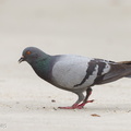 Rock Dove-160425-124EOS1D-FY1X7256-W.jpg