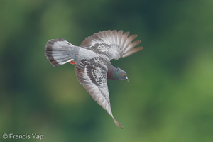 Rock Dove-250805-117FRYAP-FYA01562-W.jpg