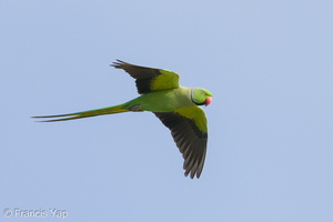 Rose-ringed Parakeet-210316-104MSDCF-FRY09012-W.jpg