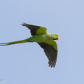 Rose-ringed Parakeet-210316-104MSDCF-FRY09012-W.jpg