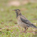 Rosy Starling-120225-109EOS1D-FYAP2977-W.jpg