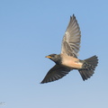 Rosy Starling-250116-254MSDCF-FYP07085-W.jpg