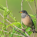 Rosy Starling-250116-254MSDCF-FYP08247-W.jpg